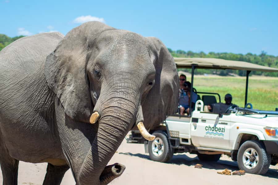 From Victoria Falls: Full Chobe Day trip to Chobe, Botswana - Pickup, Road Time, and the Border Reality