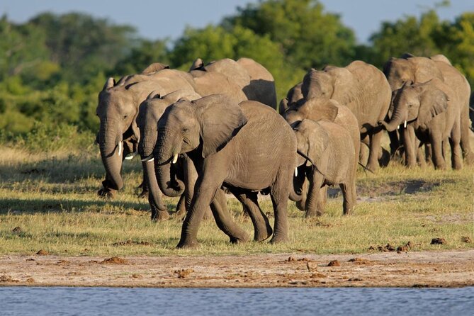 From Victoria Falls: Hwange National Park Day Safari - Key Things That Make This Hwange Safari Work