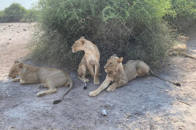 From Victoria Falls: Hwange National Park Day Safari - The 5:00 AM Start From Victoria Falls, and Why It’s Worth It