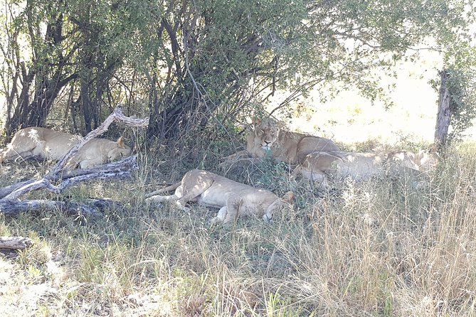 From Victoria Falls: Hwange National Park Day Safari - Picnic Lunch at the Waterhole: Eating Without Leaving the Action