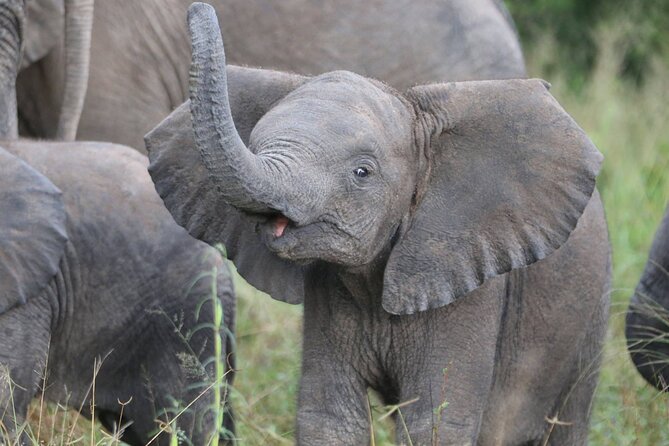 From Victoria Falls: Hwange National Park Day Safari - The Real Advantage: A Guide Who Can Spot Animals Fast