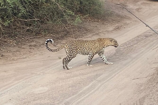 From Victoria Falls: Hwange National Park Day Safari - How Transport Shapes Your Day: Private Ride Out, A/C Back