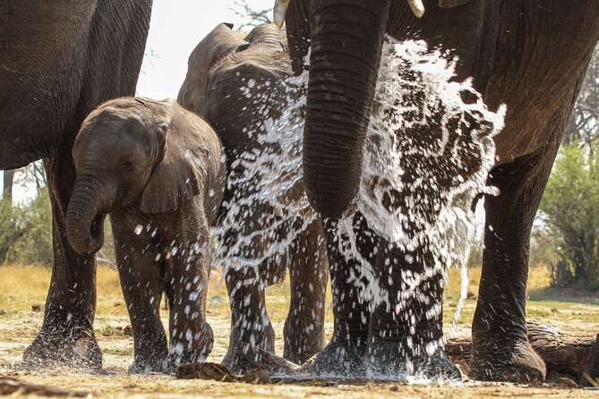 From Victoria Falls: Hwange National Park Day Safari - Timing That Keeps You Focused: When the Day Flows