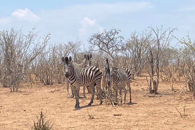 From Victoria Falls: Hwange National Park Day Safari - Price and Value: What $350 Buys You in Hwange
