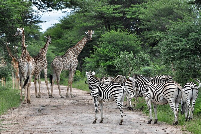 From Victoria Falls: Hwange National Park Day Safari - Two Game Drives in Hwange: Morning Waterholes and Later Bush Time