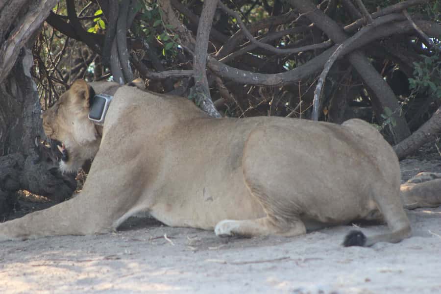 From Victoria Falls: Sunrise to Sunset Chobe Safari - The 5:00 AM Pickup From Victoria Falls, Then Into the Wild