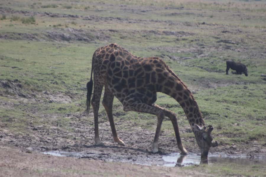 From Victoria Falls: Sunrise to Sunset Chobe Safari - Chobe National Park Game Drive: Elephants, Buffalo, and the Big Cats Hunt