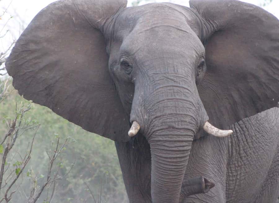 From Victoria Falls: Sunrise to Sunset Chobe Safari - The 3-Hour Chobe River Cruise: Where Sightings Feel Instant