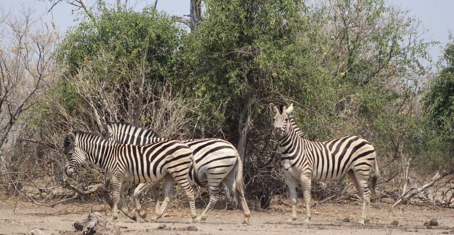 From Victoria Falls: Sunrise to Sunset Chobe Safari - Who This Tour Suits Best, and Who Might Want Alternatives