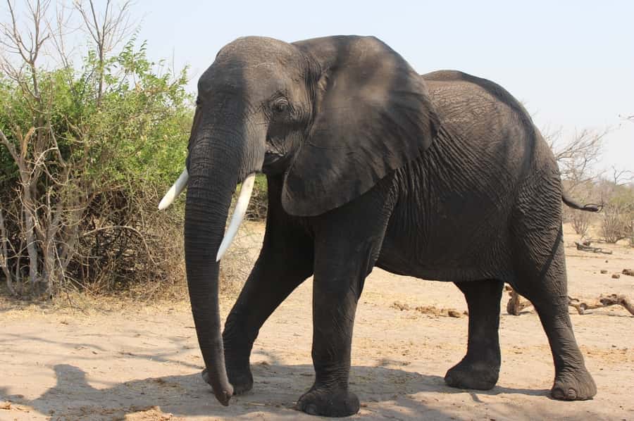 From Victoria Falls: Sunrise to Sunset Chobe Safari - Zambezi National Park Morning Drive: How to Spot the Less-Expected