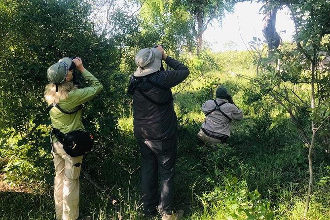 Full Day Birding Zambezi National Park Includes Picnic Lunch - Key Things to Know Before You Go
