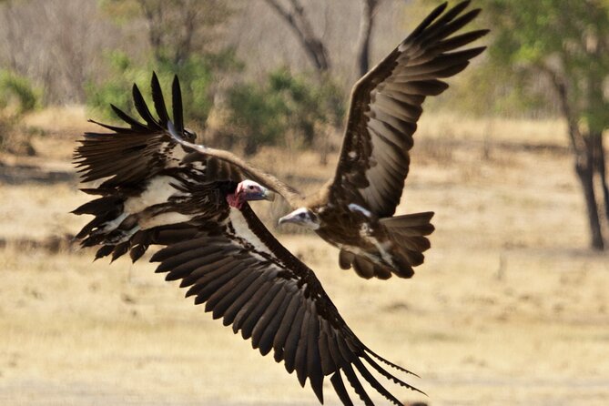 Full Day Birding Zambezi National Park Includes Picnic Lunch - Guides, Group Size, and How Past Days Were Run
