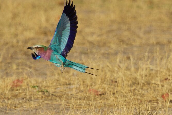 Full Day Birding Zambezi National Park Includes Picnic Lunch - Season Tips for Migratory Birds in November to March