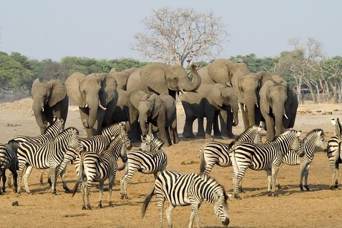 Full Day Chobe National Park Big 5 Safari - Key Highlights You’ll Feel From the Start
