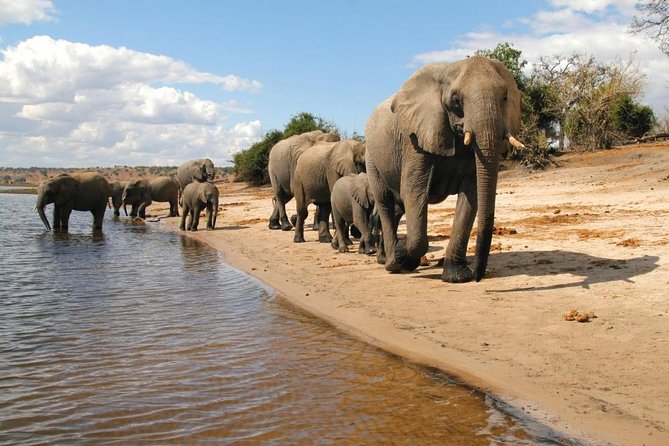 Full Day Chobe National Park Big 5 Safari - Getting Ready: Comfort, Timing, and Group Style