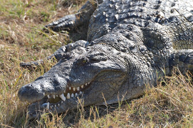 Full Day Chobe Trip with Lunch - Key Highlights I’d Prioritize