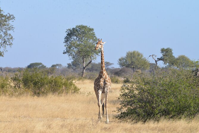 Full Day Chobe Trip with Lunch - Why Chobe Makes Sense as a Day Trip from Victoria Falls