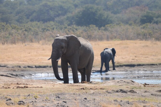 Full Day Chobe Trip with Lunch - The Chobe Boat Cruise: Why the River Segment Can Steal the Show
