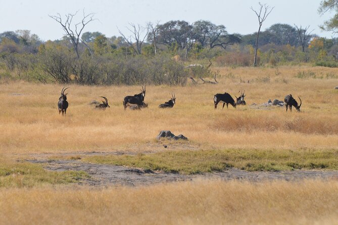 Full Day Chobe Trip with Lunch - Lunch at Midday: What You Should Expect When It’s Included
