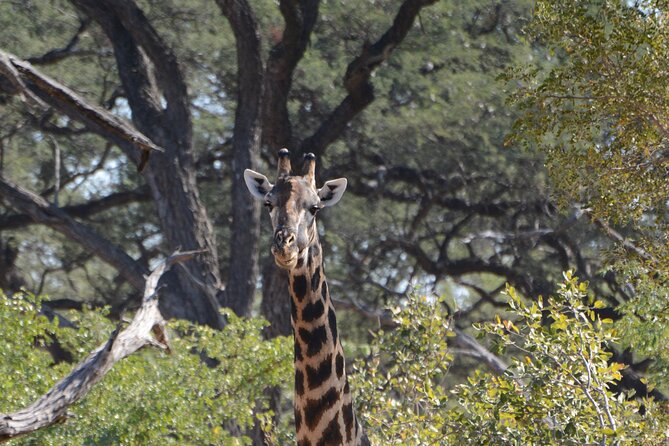 Full Day Chobe Trip with Lunch - Pick-Up, Group Size, and How to Prep So the Day Runs Smoothly