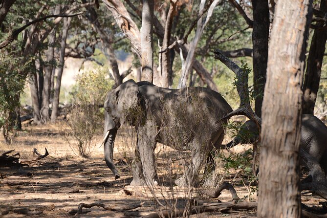 Full Day Chobe Trip with Lunch - The Service Factor: What You Can Learn from Guide and Operator Feedback