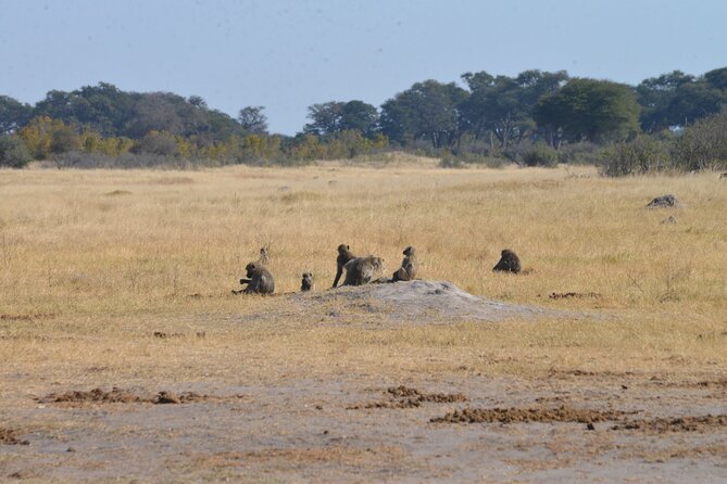 Full Day Chobe Trip with Lunch - The Chobe Jeep Game Drive: How Sightings Happen in Real Life