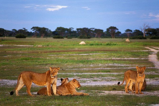 Full Day Hwange Day Trip - Key Things to Know Before You Go