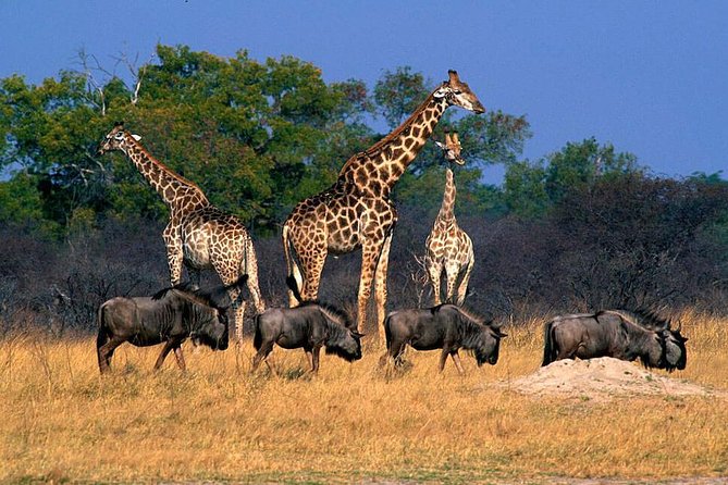 Full Day Hwange Day Trip - Price and What You Actually Pay