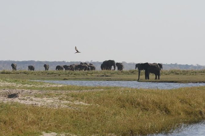 Full Day Hwange Day Trip - 08:30 to 13:00: Morning Game Drive, Then a Break at 13:00