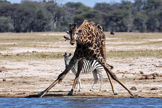 Full Day Hwange Day Trip - 17:30 Onward: Ending at 17:30 and Returning to Victoria Falls