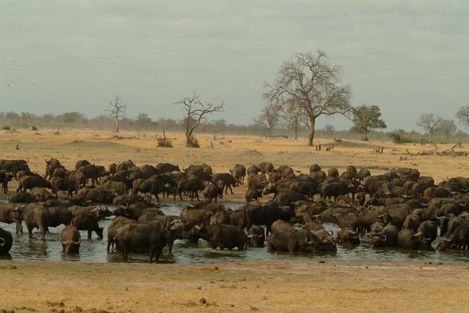Full-Day Hwange National Park Tour from Victoria Falls - Victoria Falls pickup at 6:00 am, then a focused drive to Main Camp
