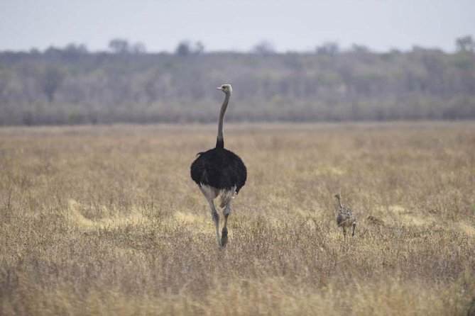 Full-Day Hwange National Park Tour from Victoria Falls - Waterholes in Hwange: the wildlife pattern your guide is steering