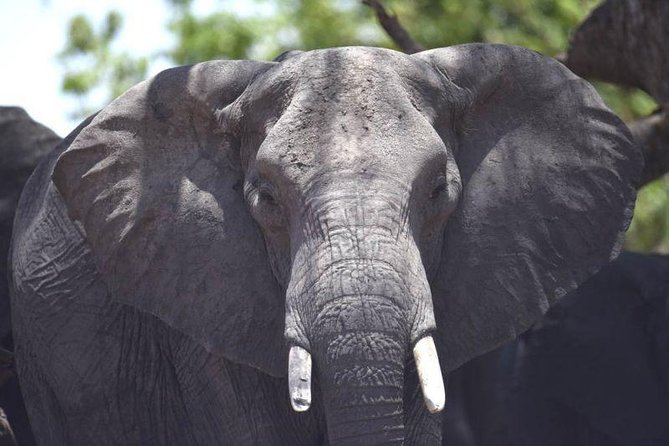 Full-Day Hwange National Park Tour from Victoria Falls - Wildlife moments to hope for: elephants, lions, hyenas, and more