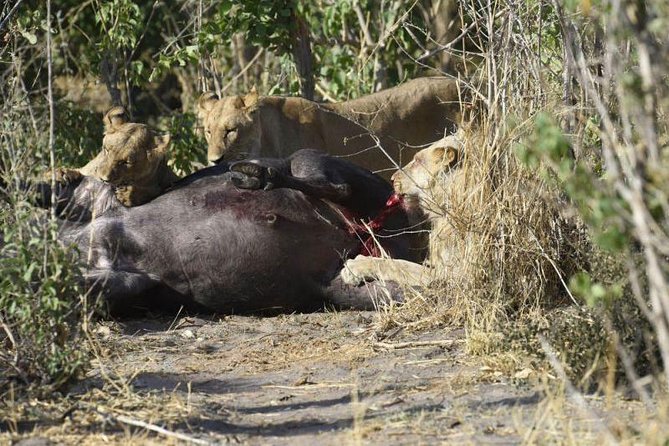 Full-Day Hwange National Park Tour from Victoria Falls - Comfort, pacing, and what to do with a 12-hour wildlife day