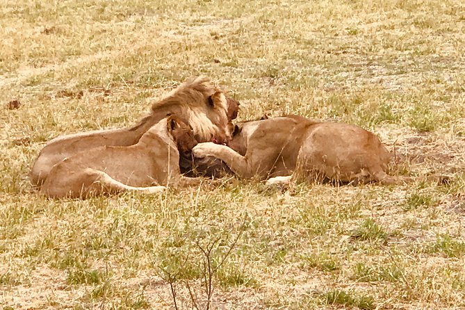 Full-Day Hwange National Park Tour from Victoria Falls - Wheelchair accessible and family friendly, with a real-world caveat