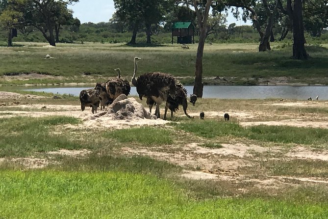 Full-Day Hwange National Park Tour from Victoria Falls - Price and value: what $275 buys you, and what to budget extra