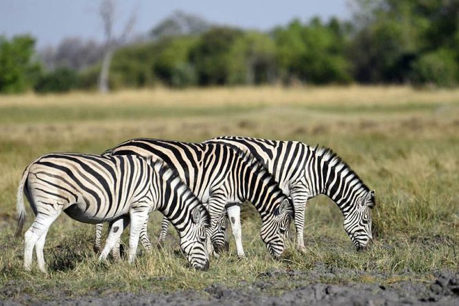Full-Day Hwange National Park Tour from Victoria Falls - How the safari day really works: full-day driving and lunch stops