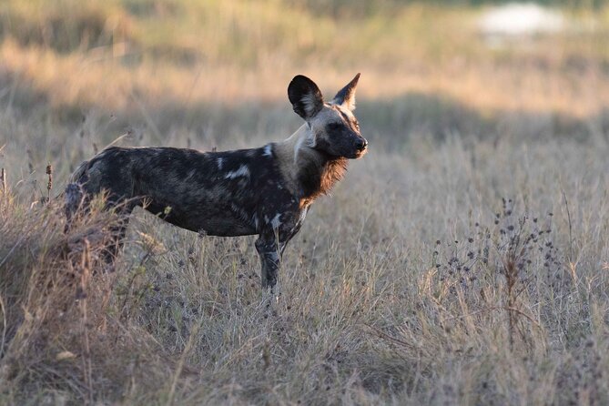 Full-Day Safari Chobe National Park and boat safari - The real schedule: border, boat, lunch, then the game drive