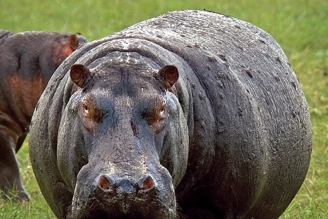 Full-Day Safari Chobe National Park and boat safari - Chobe River boat safari: why the waterline is such a good classroom