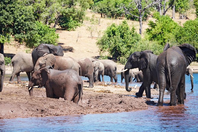 Full Day Zambezi National Park Golden Safari - Quick take: what’s great about this safari