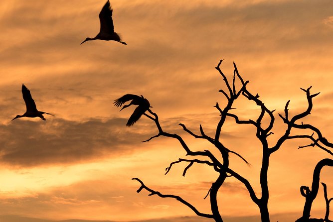 Full-Day Zimbabwe Zambezi National Park Safari & Lunch - Key highlights at a glance
