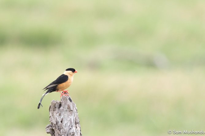 Full-Day Zimbabwe Zambezi National Park Safari & Lunch - Morning pickup, meeting your guide, and what the day sets up