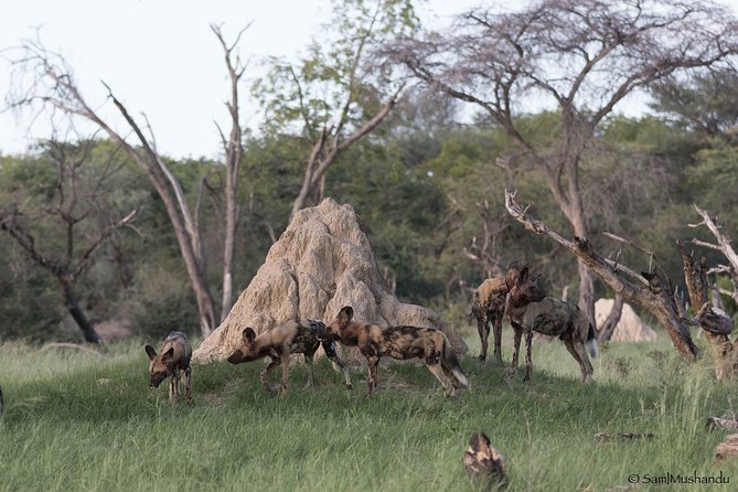 Full-Day Zimbabwe Zambezi National Park Safari & Lunch - Game drives: how to get better sightings without burning out