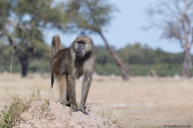 Full-Day Zimbabwe Zambezi National Park Safari & Lunch - Lunch inside the park: what it means for your schedule