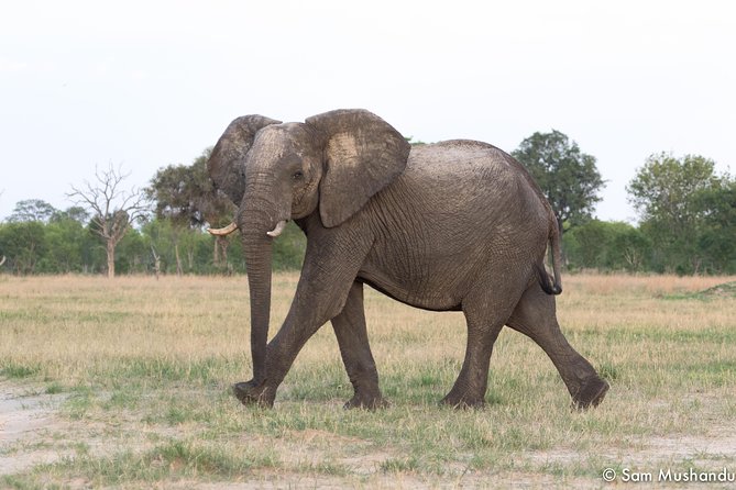 Full-Day Zimbabwe Zambezi National Park Safari & Lunch - Two park sections in one day: river frontage and Chamabondo Vlei