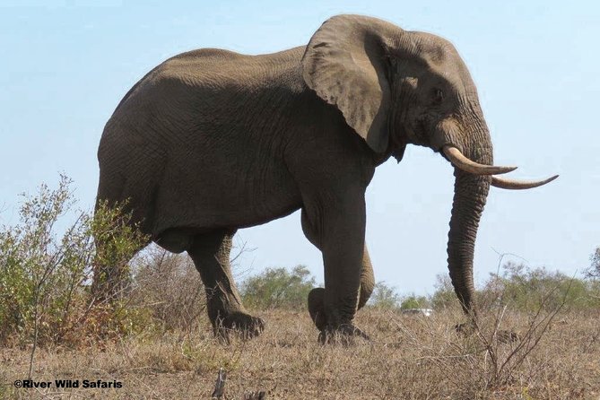 Game Drive (AM / PM) - Zambezi National Park - River Wild Safaris - Why this half-day Zambezi drive fits Victoria Falls timing