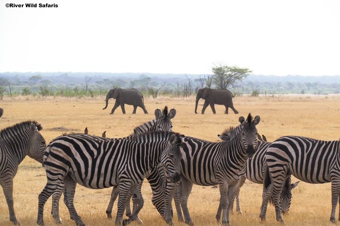 Game Drive (AM / PM) - Zambezi National Park - River Wild Safaris - AM game drive: river-side tea, light breakfast, and morning animal odds