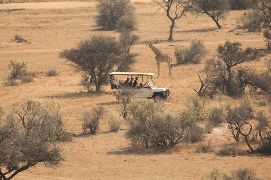 Game drive in Victoria Falls - Key things to know before you go