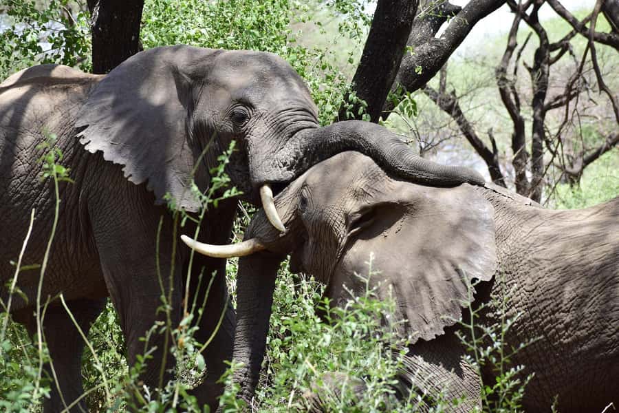 Game drive in Victoria Falls - Why a Zambezi National Park drive near Victoria Falls feels special