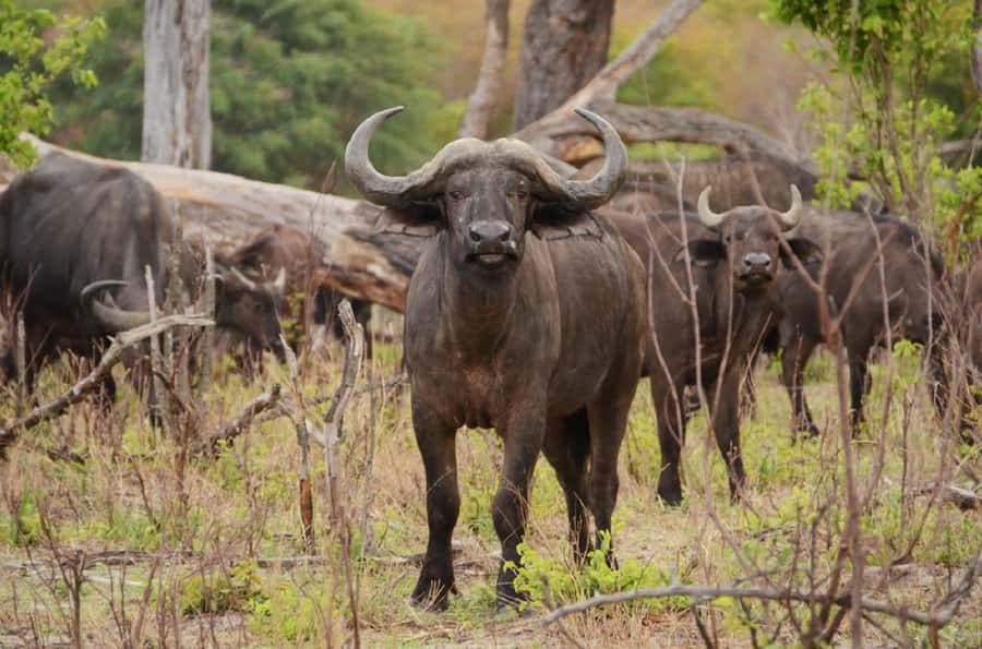 Game drive in Victoria Falls - Who should book this game drive?